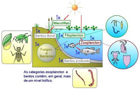 Os ecossistemas aquáticos
