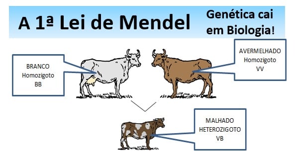 Aula biologia genetica