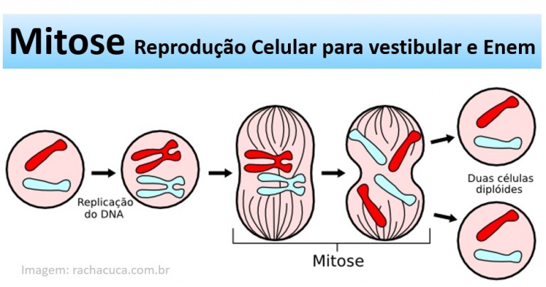 Mitose e Intérfase - Revisão de divisão celular - Biologia Enem