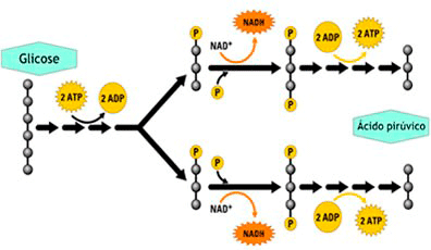 Glicólise e a produção de ATP
