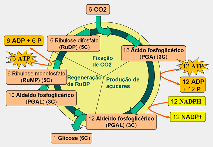 Ciclo testo trembo en cetosis