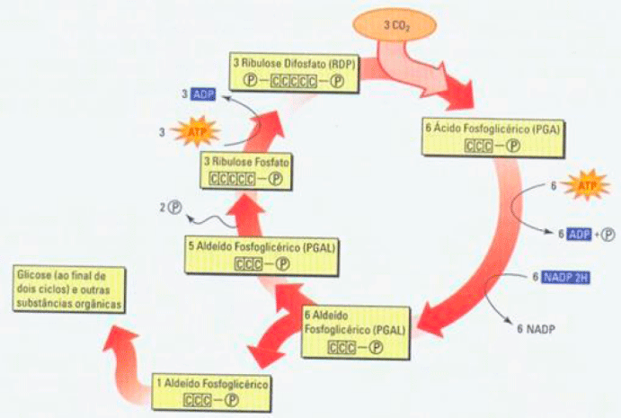 bio-4