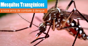 mosquitos-transgenicos