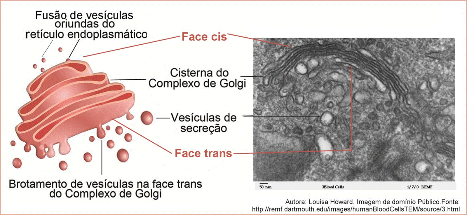 Complexo de Golgi - Resumo de Organelas Celulares