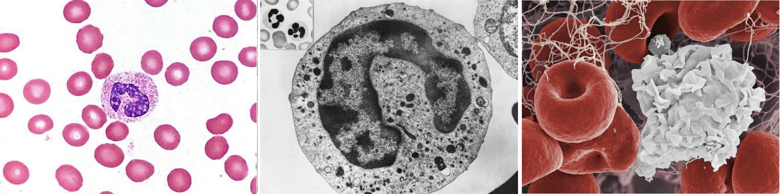Imagens vistas por diferentes tipos de microscópio