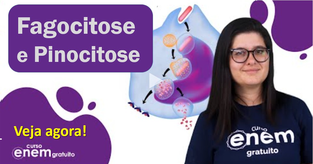 Fagocitose, Pinocitose e Digestão Intracelular: Biologia Enem