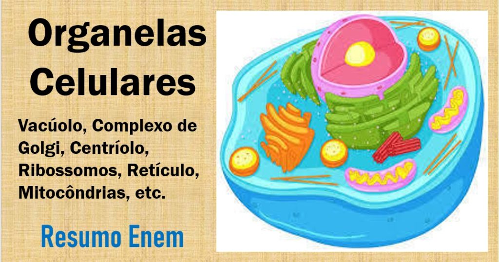 Resumo de Organelas Celulares: Biologia Enem, com exercícios