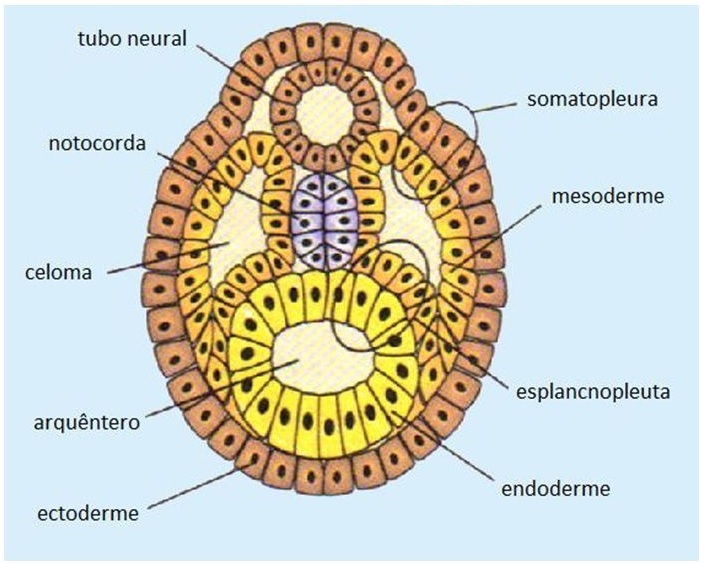 Neurulaçã: As Etapas Embrionárias. Endoderme, Ectoderme, Mesoderme