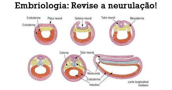 mórula blástula gástrula neurula