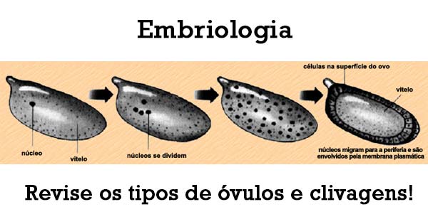 Embriologia - Biologia Enem