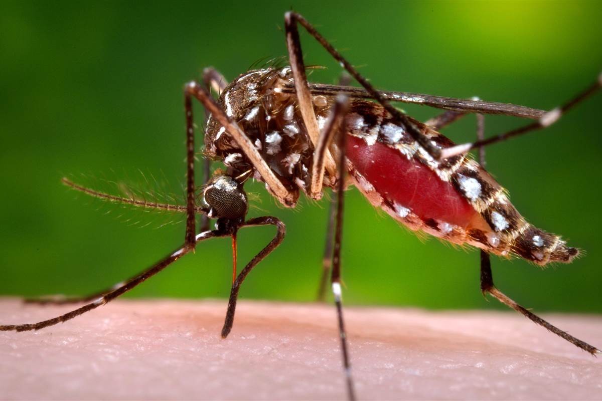 Mosquito Aedes aegypti - febre amarela
