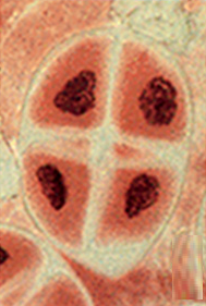 telófase II, meiose, divisão celular