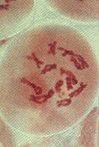 prófase I, meiose, divisão celular