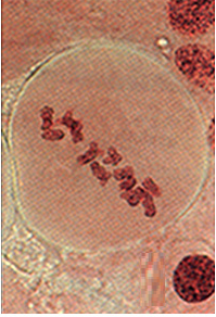 metáfase I, meiose, divisão celular