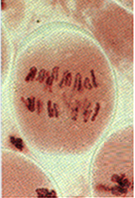 anáfase I, meiose, divisão celular