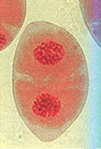 telófase I, meiose, divisão celular