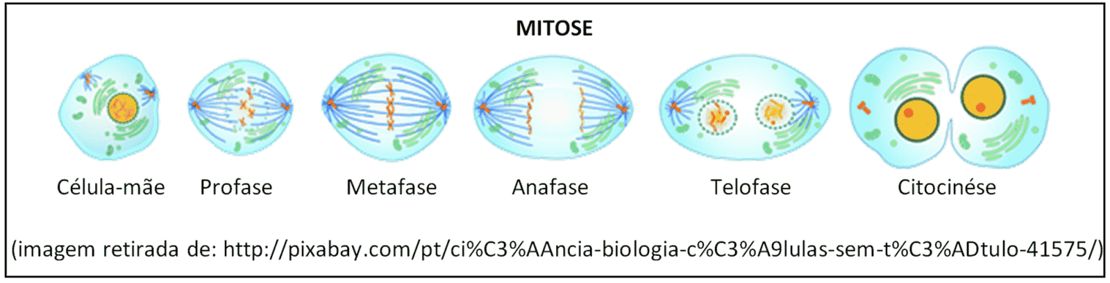 Mitose, divisão celular