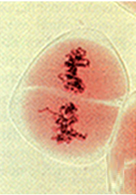 metáfase II, meiose, divisão celular
