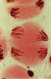 anáfase II, meiose, divisão celular