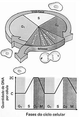 Mitose e Intérfase - Revisão de divisão celular - Biologia Enem