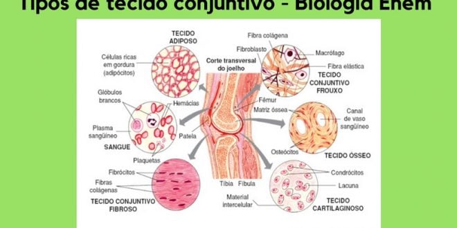 tecido conjuntivo