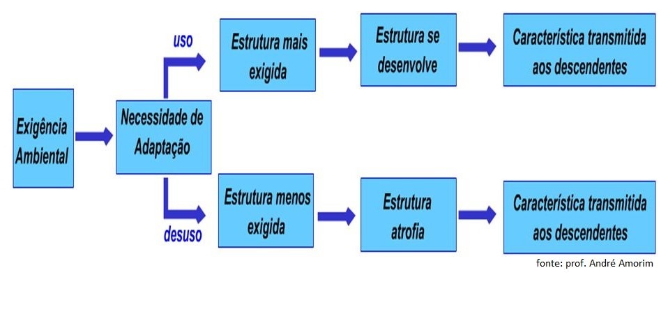 Trabalho teoria da evolução