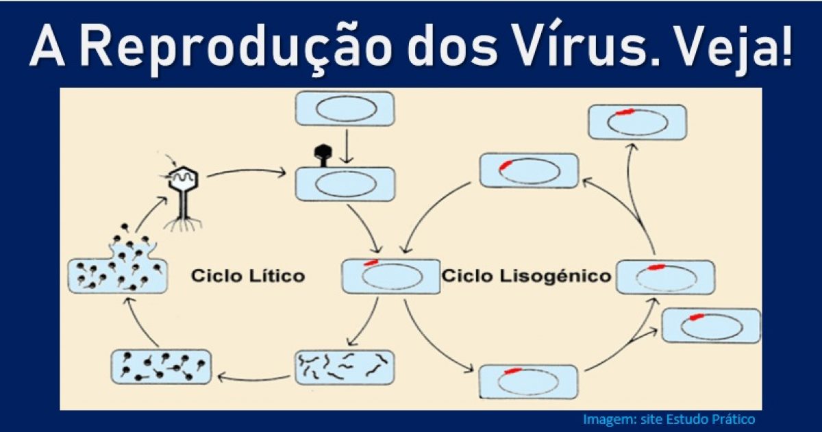 O Hiv E Um Exemplo De Virus Envelopado