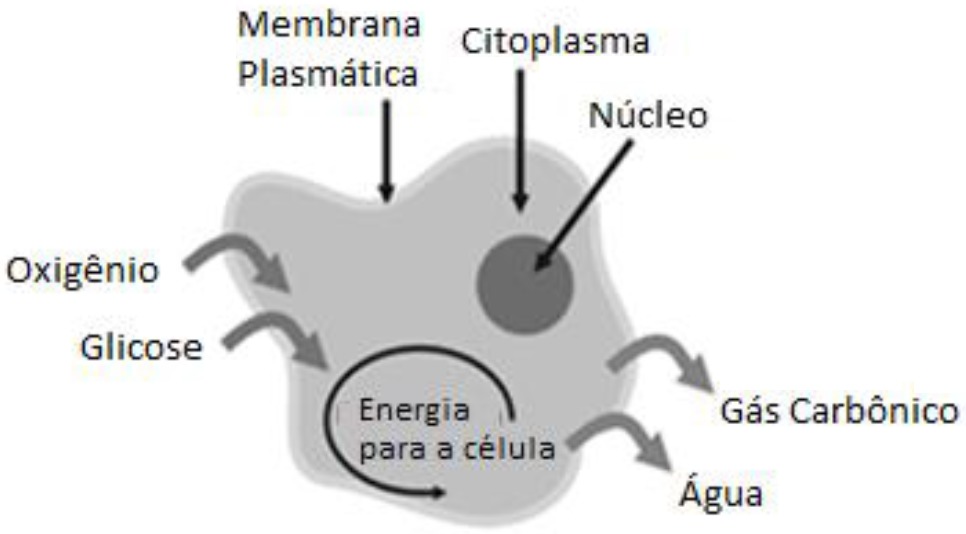Processo de obtenção de energia na célula