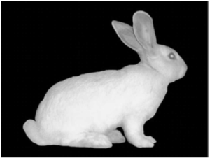 Foto de um coelho