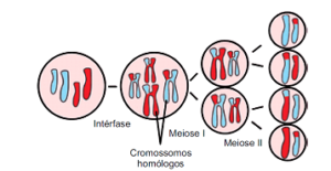 exercícios de meiose