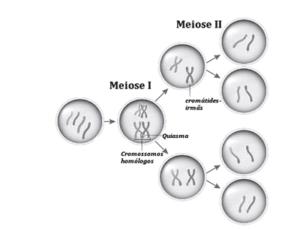 questões sobre meiose
