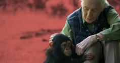 jane goodall