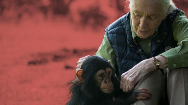 Jane Goodall morre aos 91 anos: quem foi a pioneira nos estudos de chimpanzés