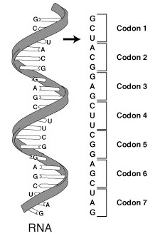 Biologia – DNA e RNA: revise com aula da Khan Academy!