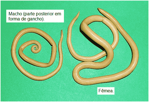 Biologia Filo Nematodea Revise O Ciclo Da Ascarid Ase Lombriga