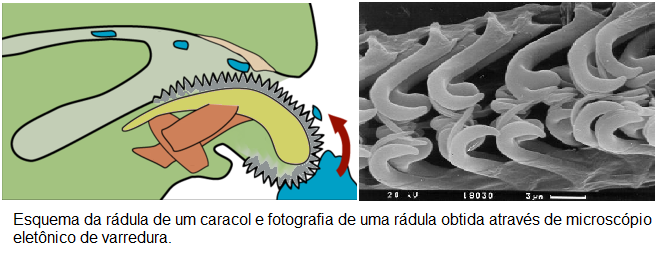 é Encontrada Apenas Entre Os Moluscos A Estrutura - Várias Estruturas