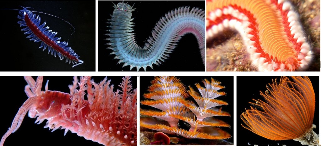 Biologia – Minhocas e sanguessugas? Revise as classes de Anelídeos!