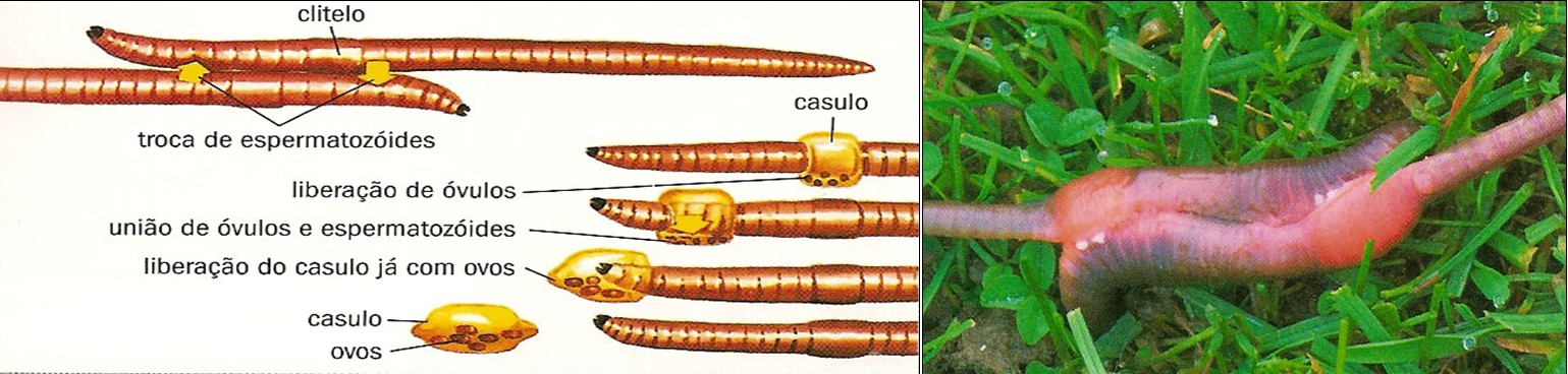 Biologia Minhocas E Sanguessugas Revise As Classes De Anel Deos