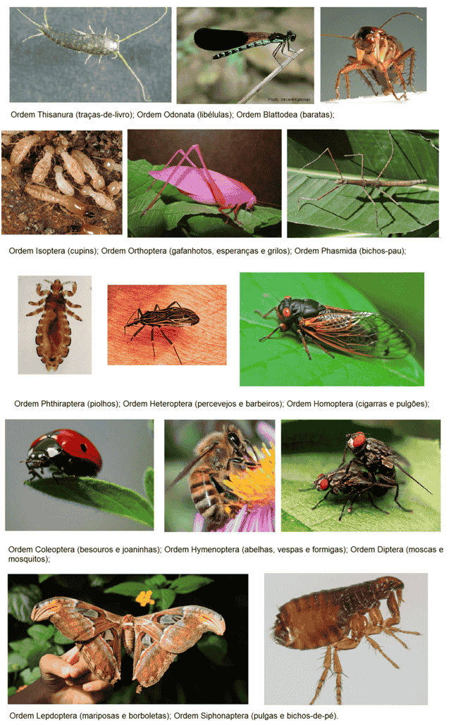 Borboleta, barata, mosquito! A classe dos Insetos do Filo Arthropoda!