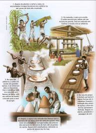História Enem: A economia açucareira do Brasil colonial.
