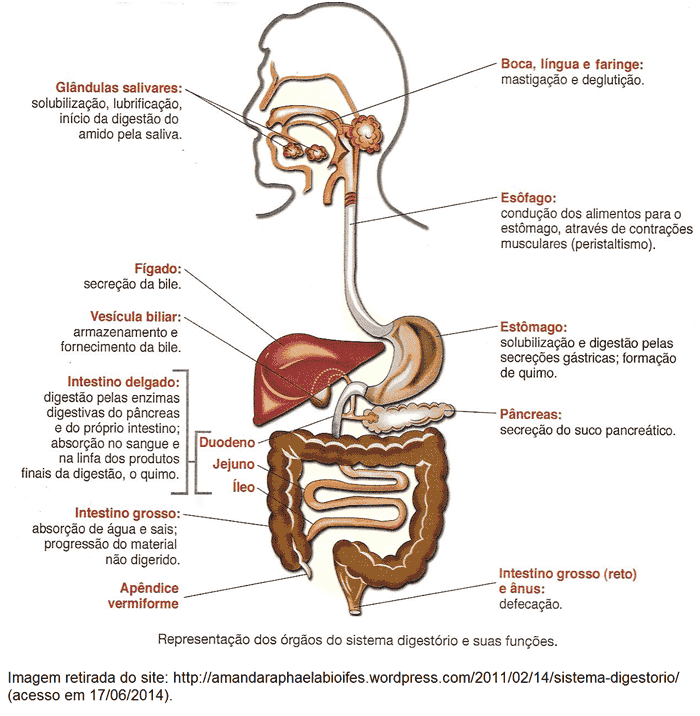 Revise o sistema digestório neste aula de Biologia Enem